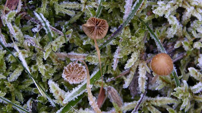 Galerina da determinare n�17.